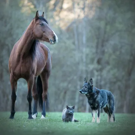 Holzchalet mitten in der Natur gern mit Hund&Pferd Apartment *