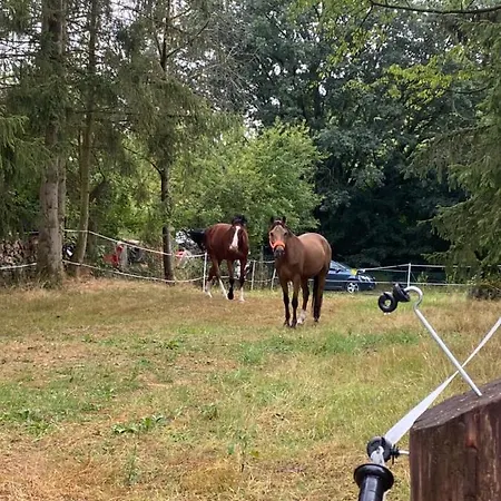 Holzchalet mitten in der Natur gern mit Hund&Pferd Sangerhausen
